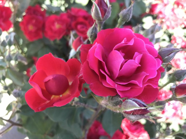 1550021777082044367.jpg 004綻放 工程技術(shù)研究總院 許琨 攝.jpg